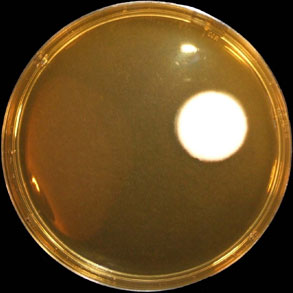 Malt Extract Agar
